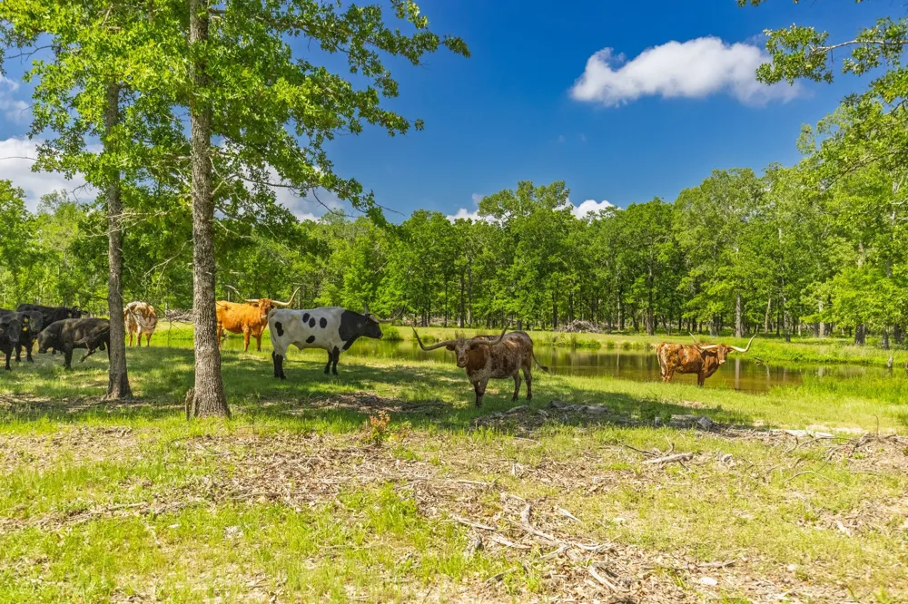 300 County Road 3636 Road Dike, TX 75437