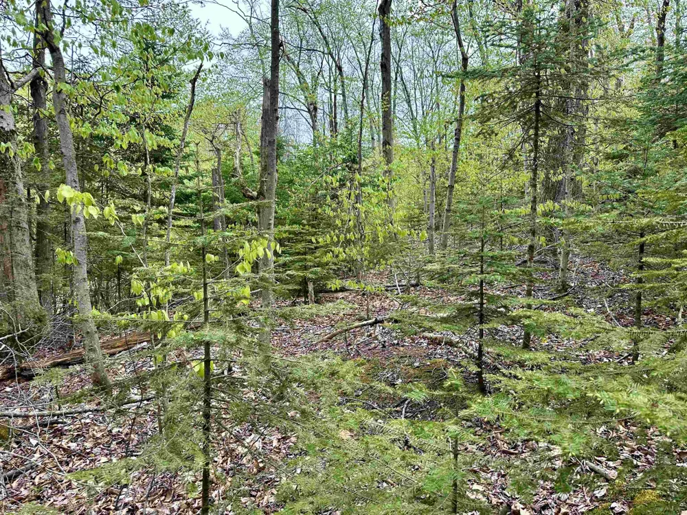 Allens Lakeview Peaine Township, MI 49782