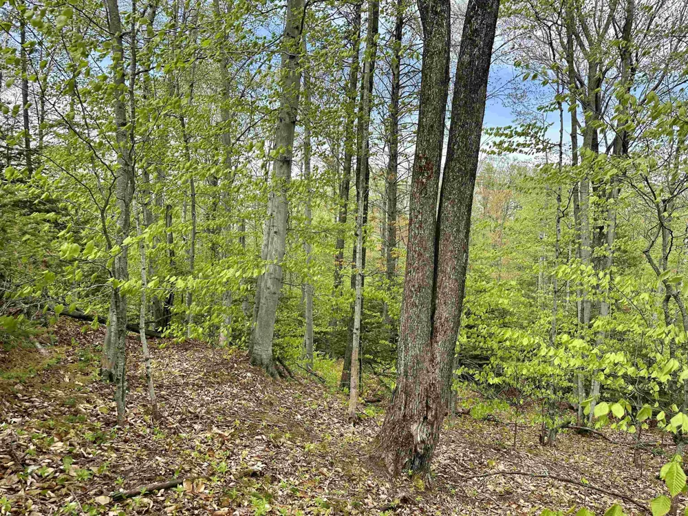 Allens Lakeview Peaine Township, MI 49782