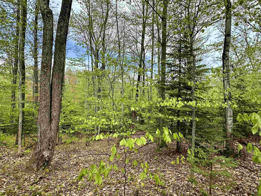 Allens Lakeview Peaine Township, MI 49782