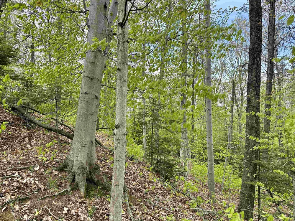 Allens Lakeview Peaine Township, MI 49782