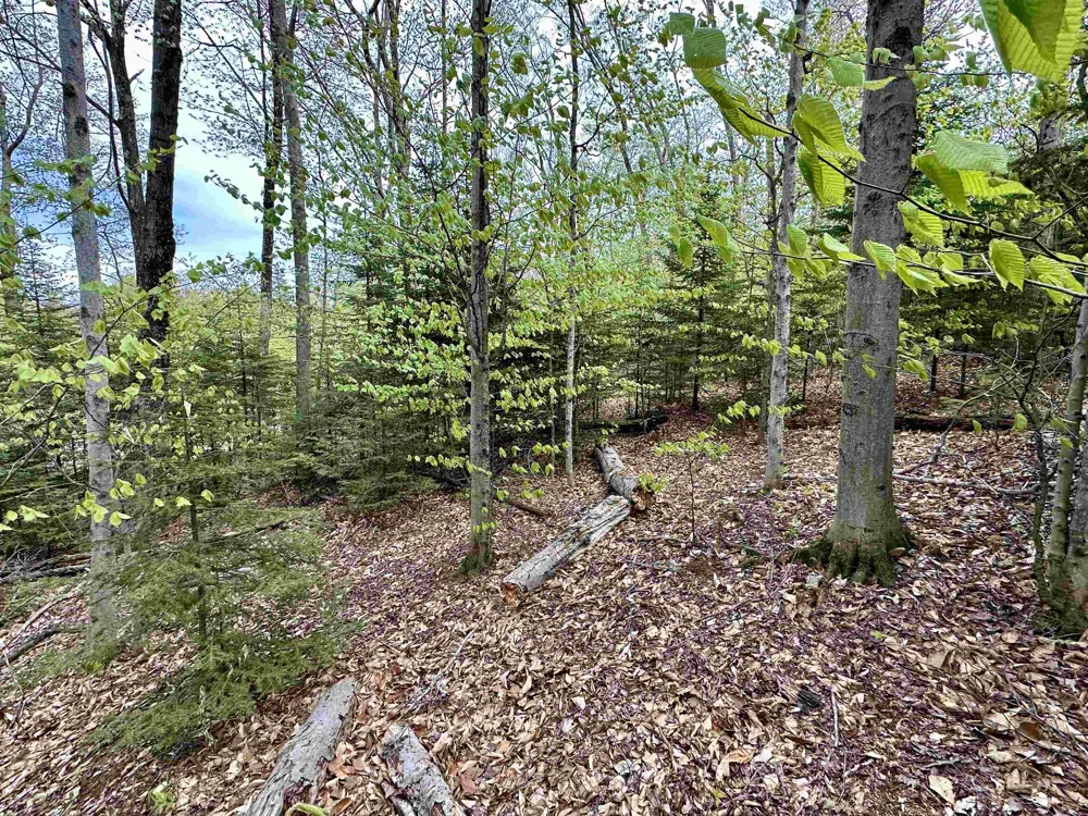 Allens Lakeview Peaine Township, MI 49782