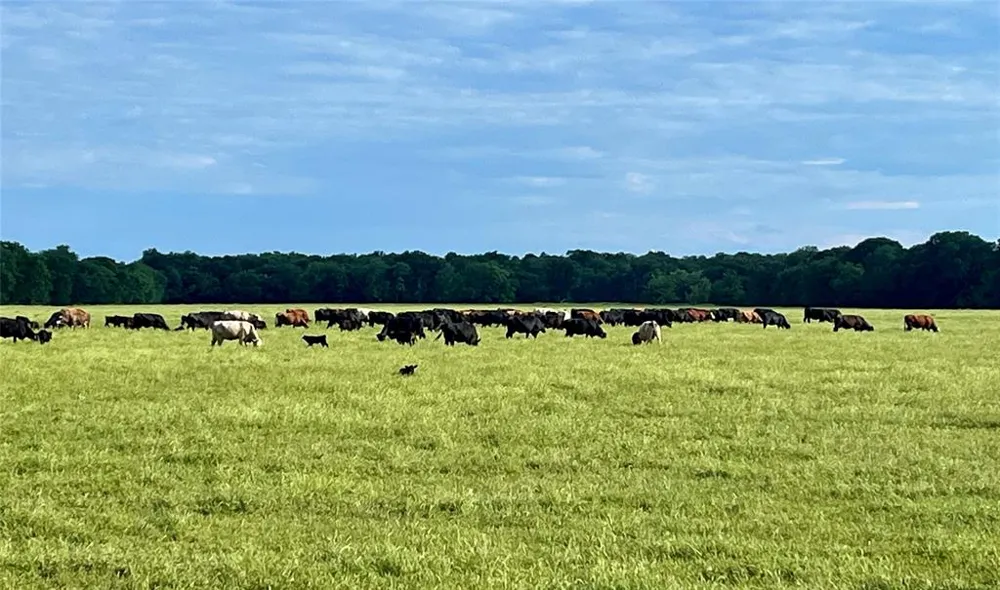4798 E FM 198 Lake Creek, TX 75450