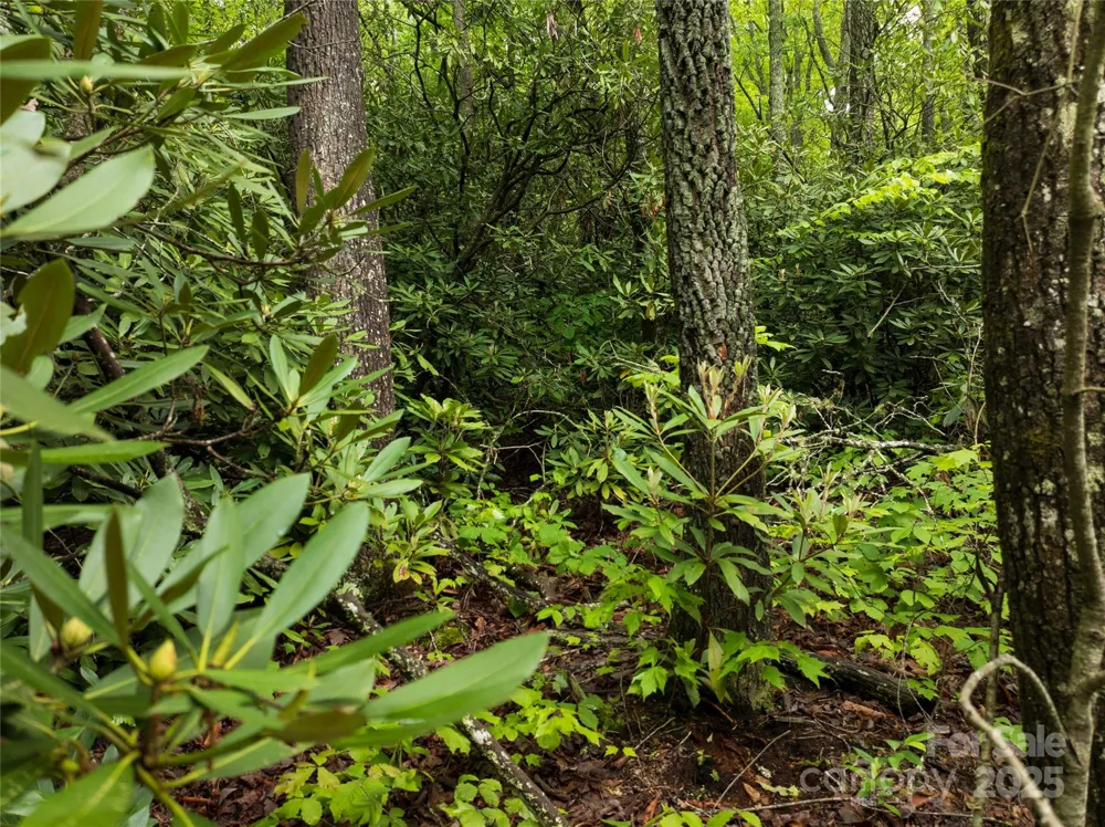52 Settings Boulevard Black Mountain, NC 28711