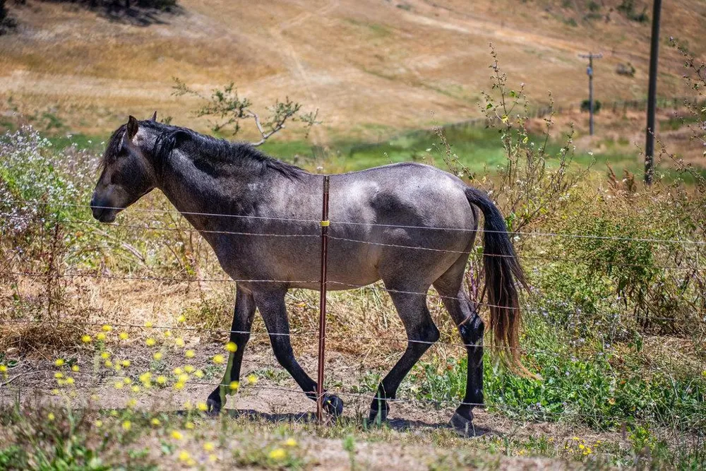 363 Orchard Hill Road San Juan Bautista, CA 95045