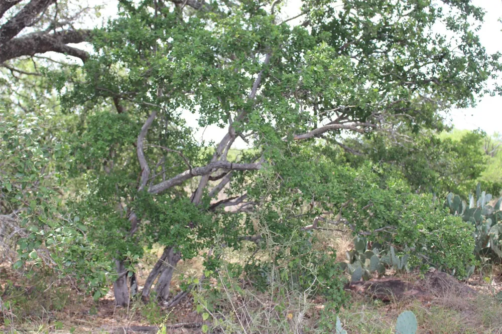 Tx-29 Highway Llano, TX 78643