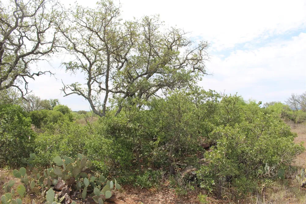 Tx-29 Highway Llano, TX 78643