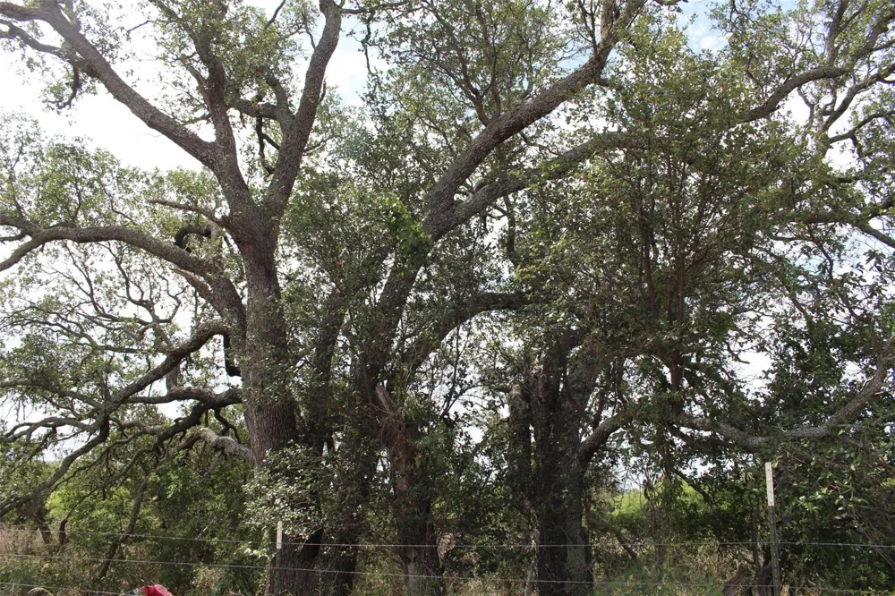 Tx-29 Highway Llano, TX 78643