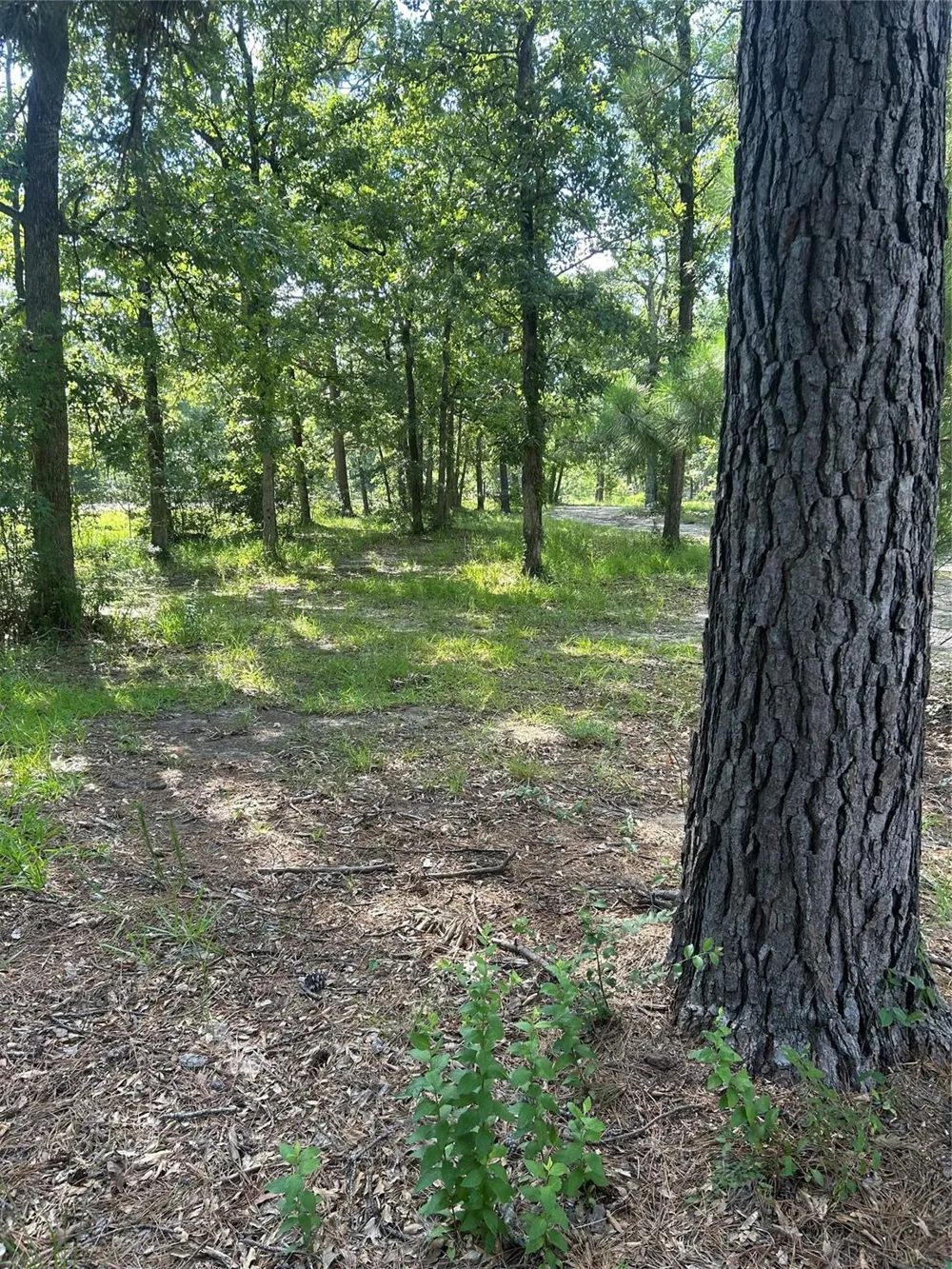 164 Parker Road Corrigan, TX 75939