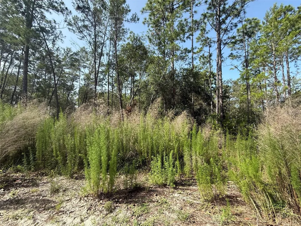 101 WASHINGTON AVENUE Satsuma, FL 32189