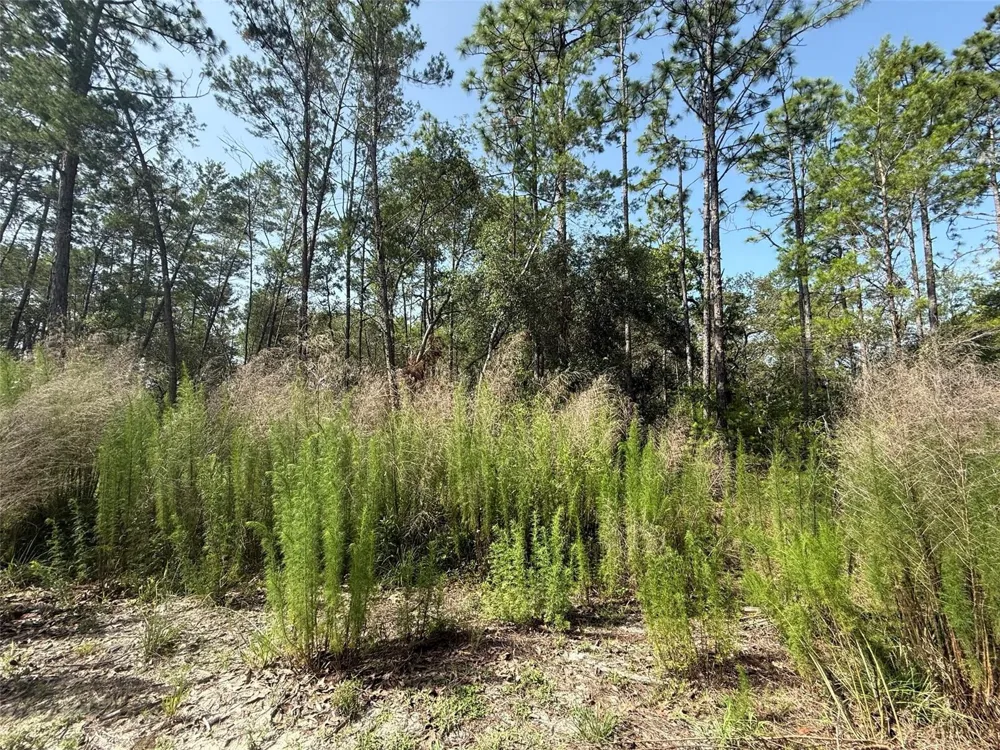 101 WASHINGTON AVENUE Satsuma, FL 32189