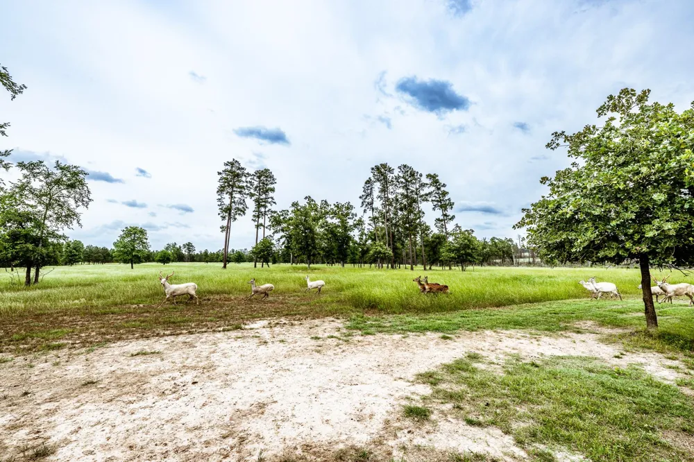 1916 Fm-247 Huntsville, TX 77320