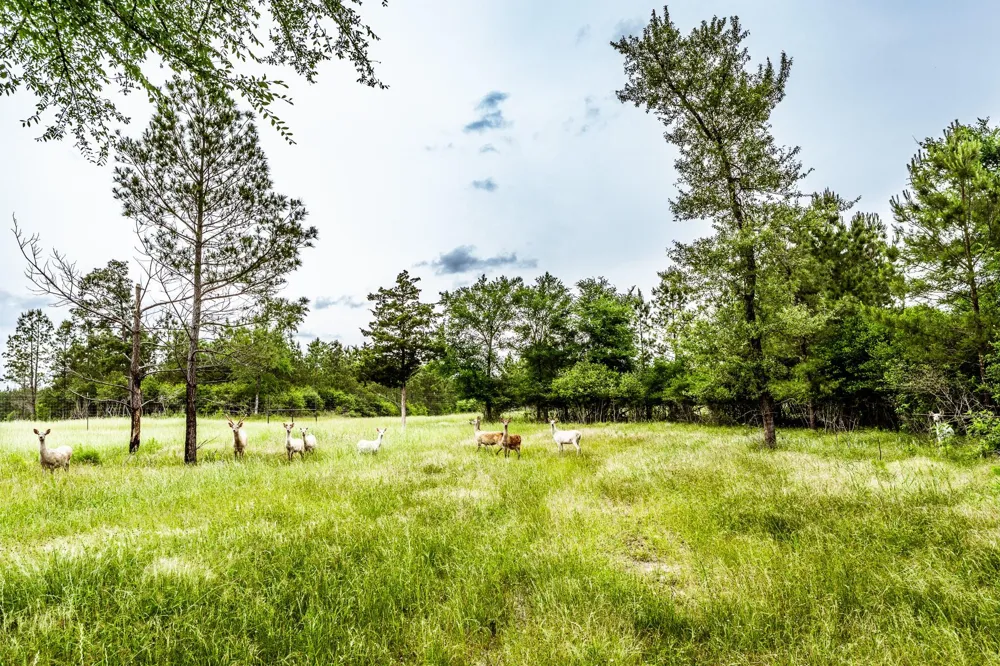 1916 Fm-247 Huntsville, TX 77320