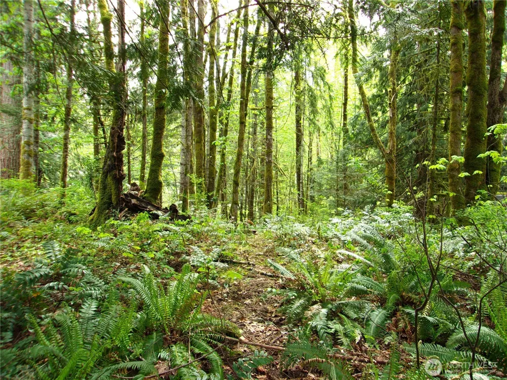 0 River Road Brinnon, WA 98320