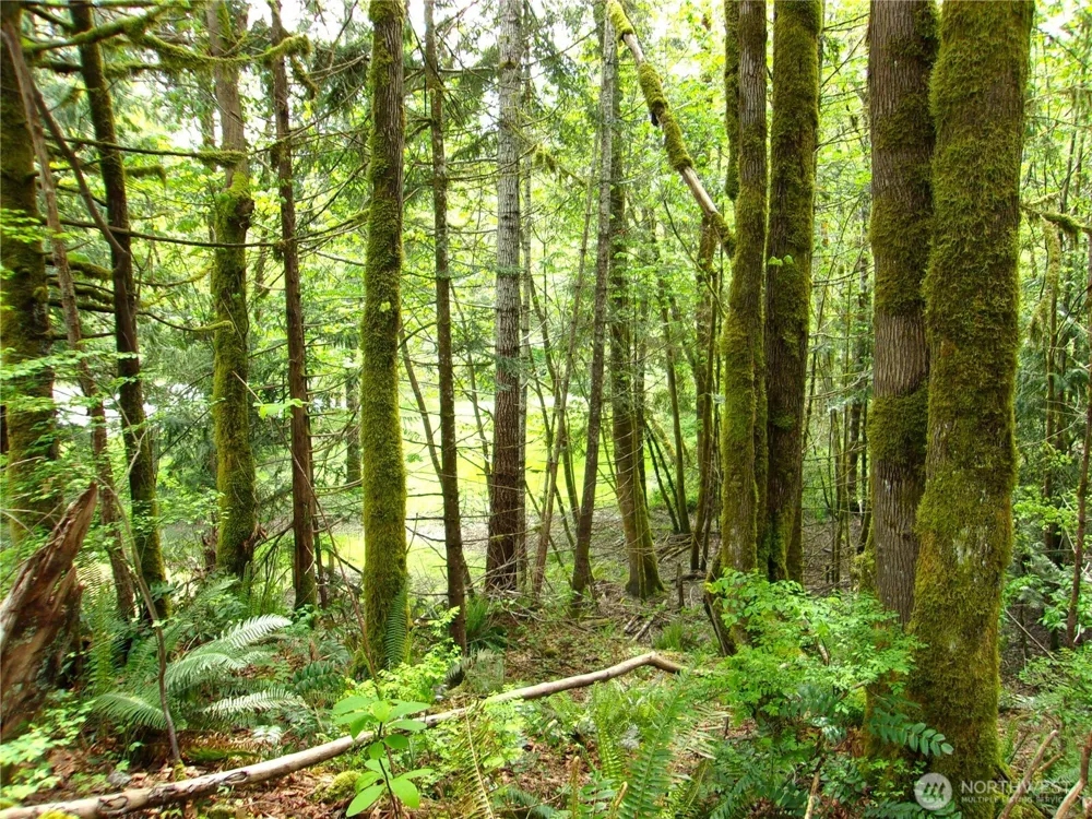 0 River Road Brinnon, WA 98320
