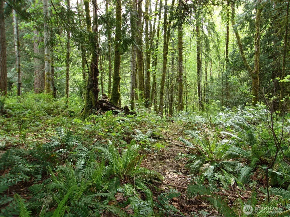 0 River Road Brinnon, WA 98320