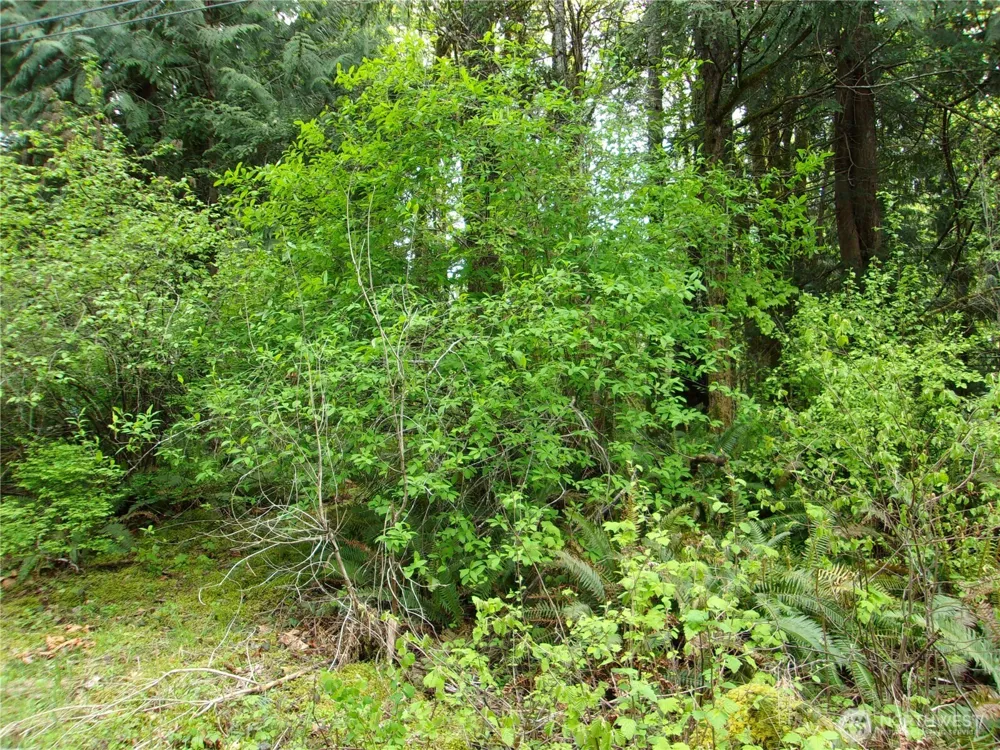 0 River Road Brinnon, WA 98320