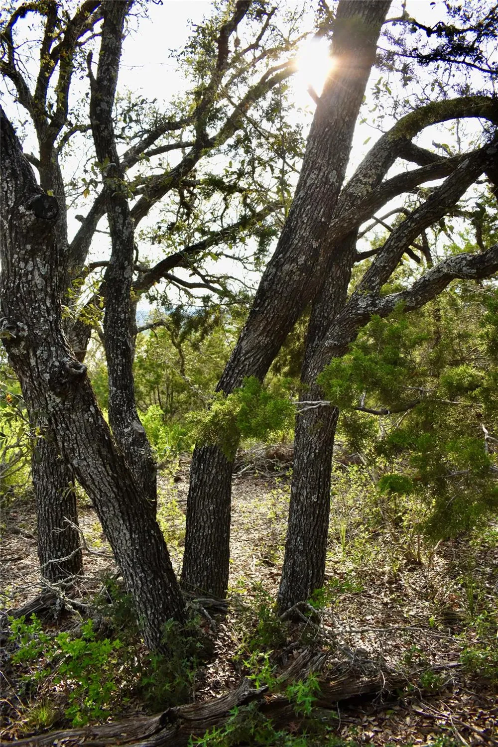 535 Canyon Rock Drive Spring Branch, TX 78070