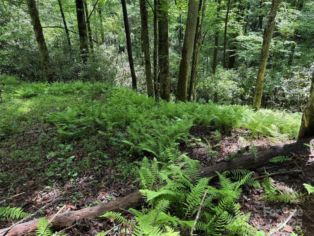 TBD Caroline Lane #7R Pisgah Forest, NC 28768