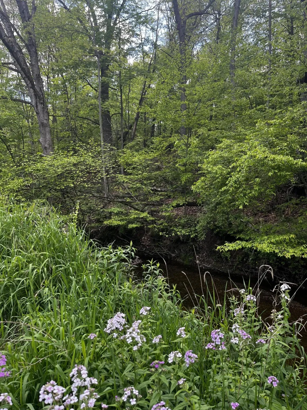 5650 Morrison Lake Road Saranac, MI 48881