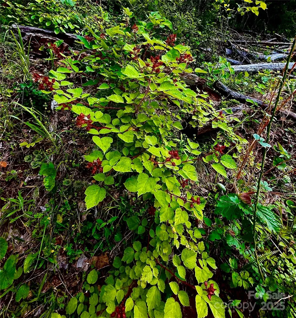 700 Wooded Mountain Trail Mars Hill, NC 28754