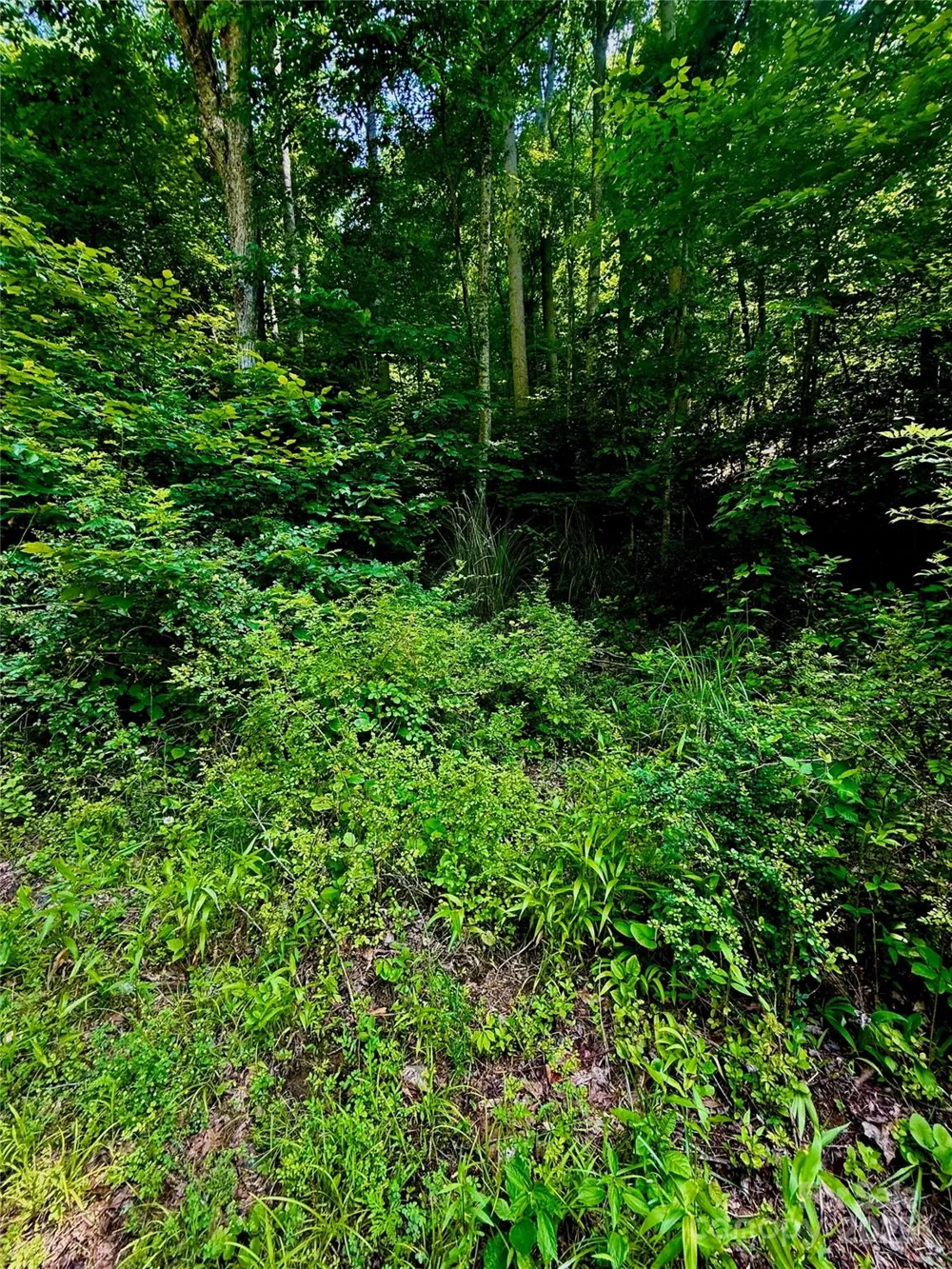 700 Wooded Mountain Trail Mars Hill, NC 28754