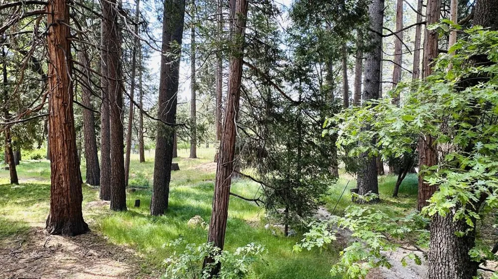 53341 Sherman Drive Idyllwild, CA 92549