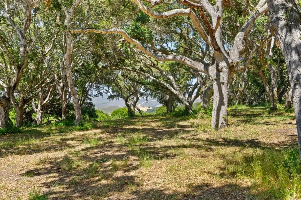 4 Holding Field Run Carmel, CA 93923