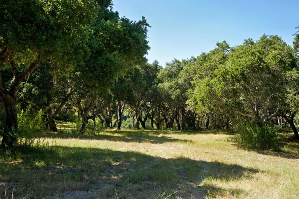 4 Holding Field Run Carmel, CA 93923
