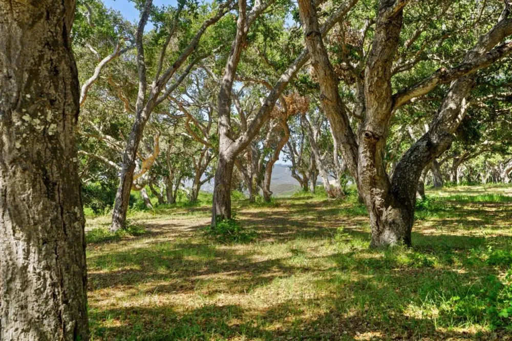 4 Holding Field Run Carmel, CA 93923