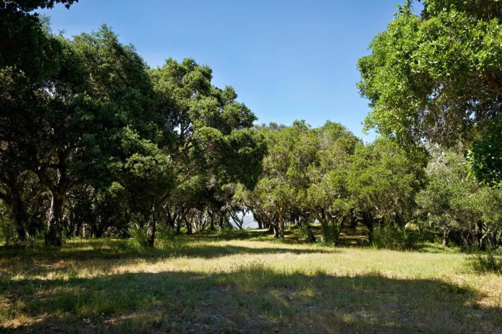 4 Holding Field Run Carmel, CA 93923