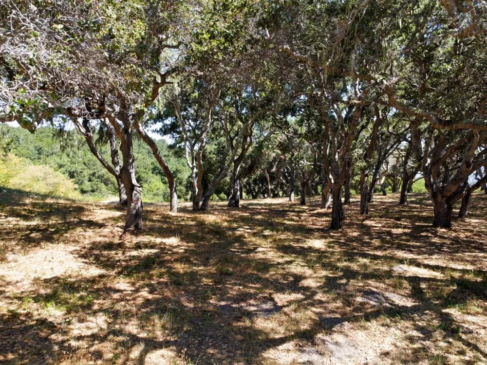 4 Holding Field Run Carmel, CA 93923