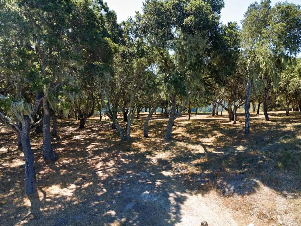 4 Holding Field Run Carmel, CA 93923