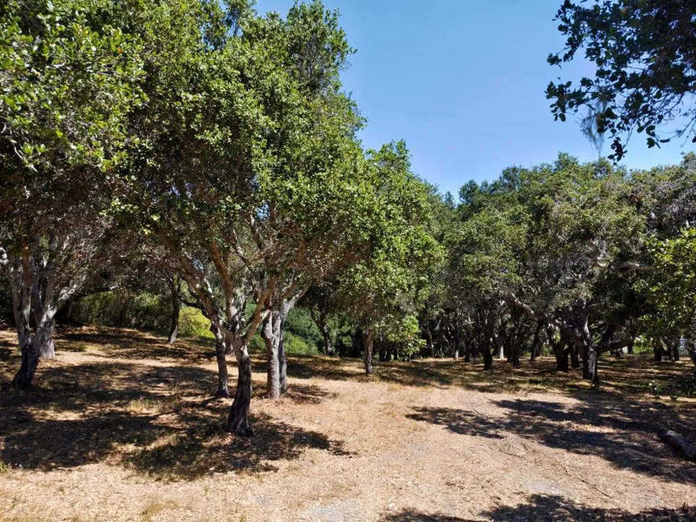 4 Holding Field Run Carmel, CA 93923