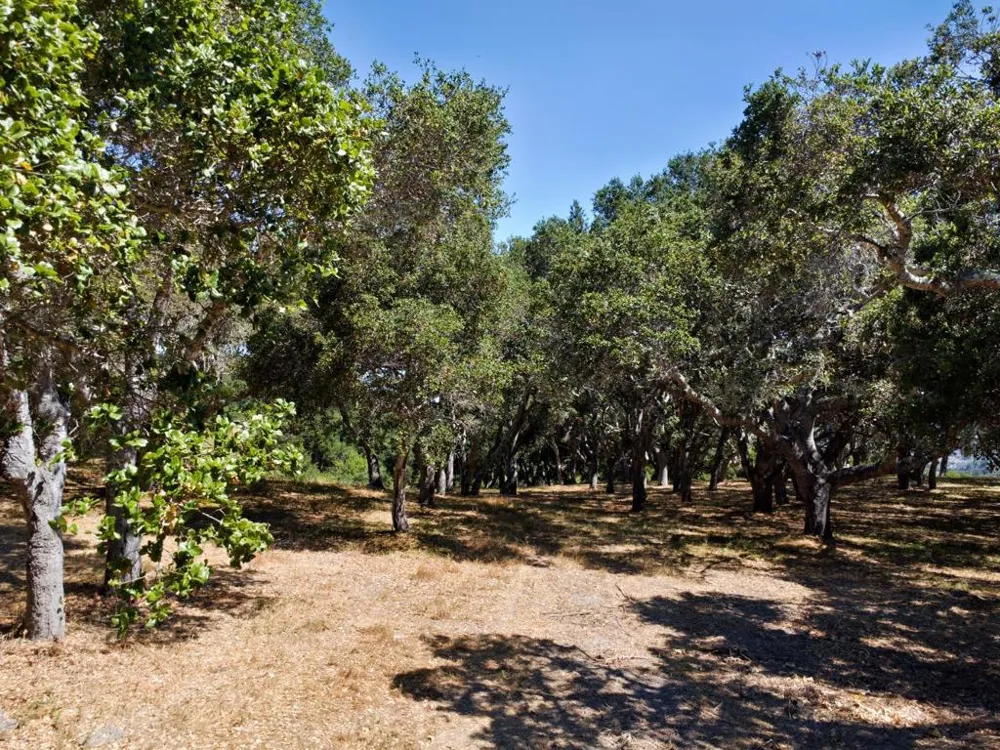 4 Holding Field Run Carmel, CA 93923