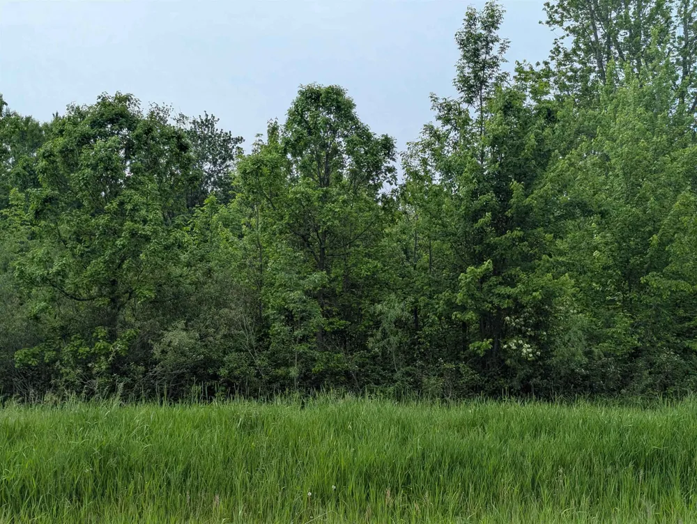 Twining Road Whitney Township, MI 48703