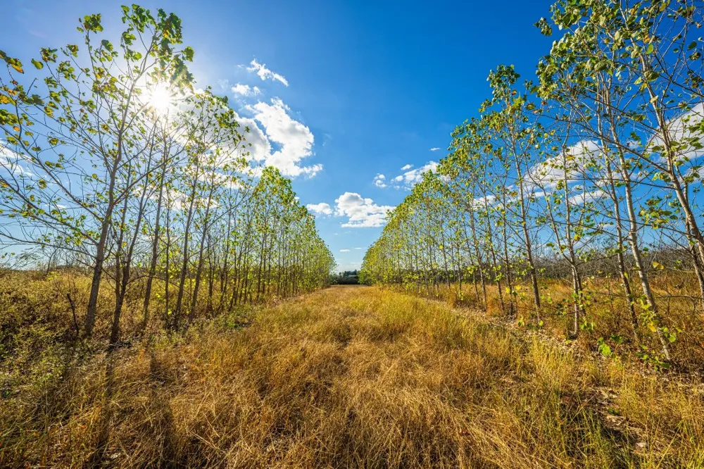 County Road 3411 Chandler, TX 75758