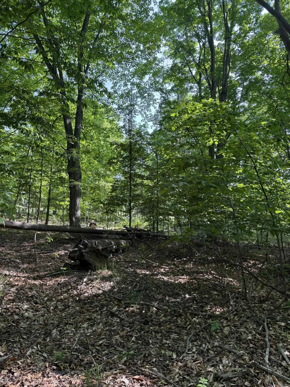Mooney Way Torch Lake Township, MI 49648