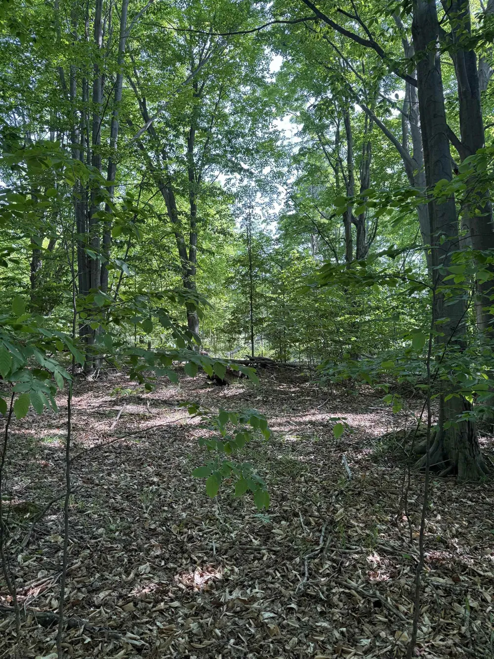 Mooney Way Torch Lake Township, MI 49648