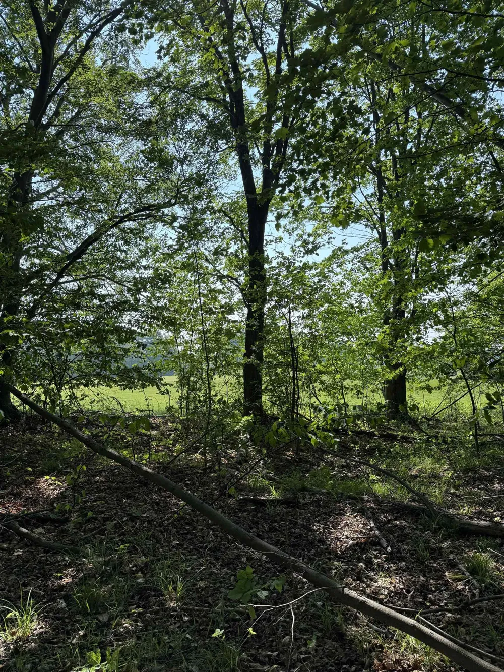 Mooney Way Torch Lake Township, MI 49648