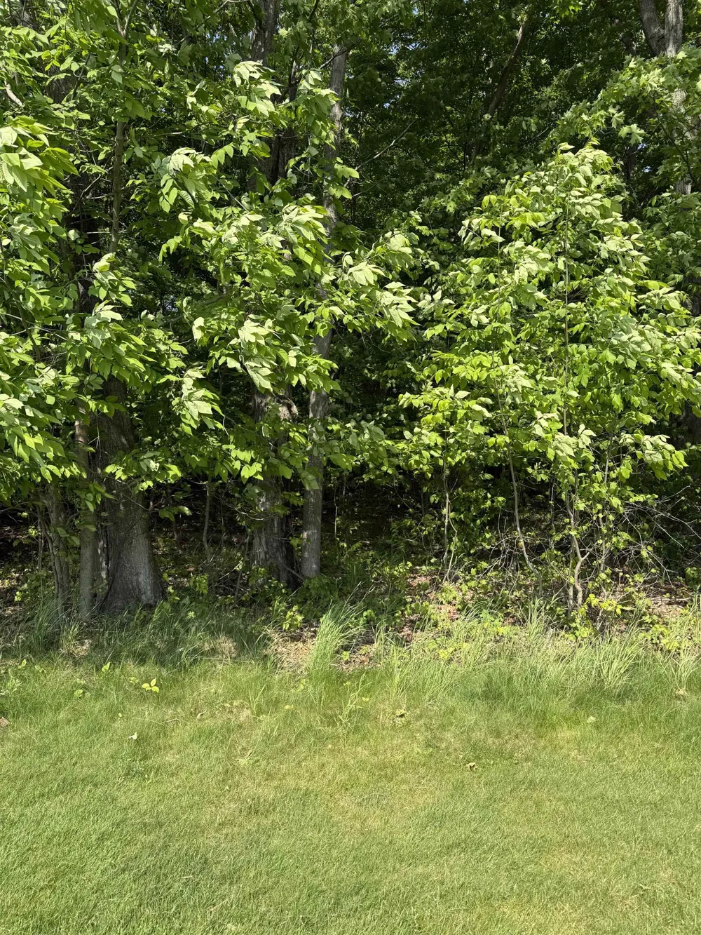 Mooney Way Torch Lake Township, MI 49648