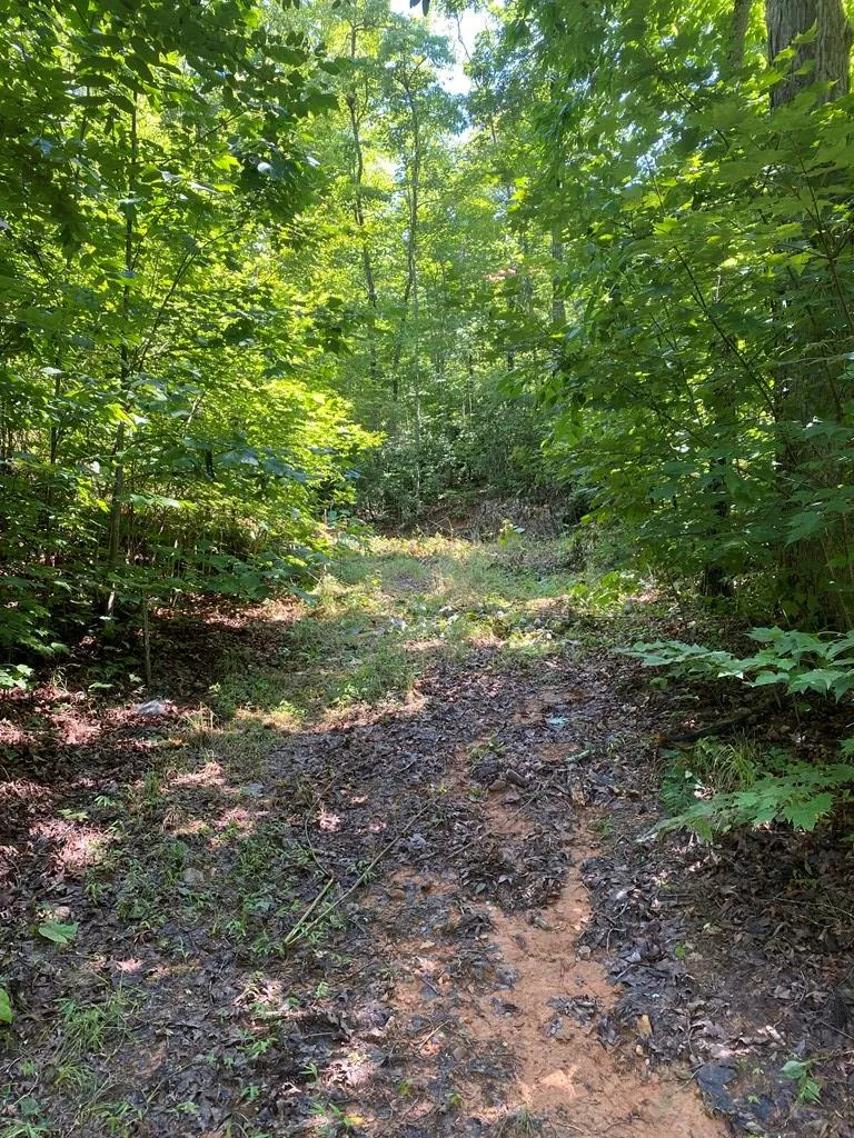 Red Dog Ln Whittier, NC 28719