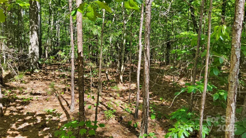 0000 Loblolly Lane #24/23/22 Mill Spring, NC 28756