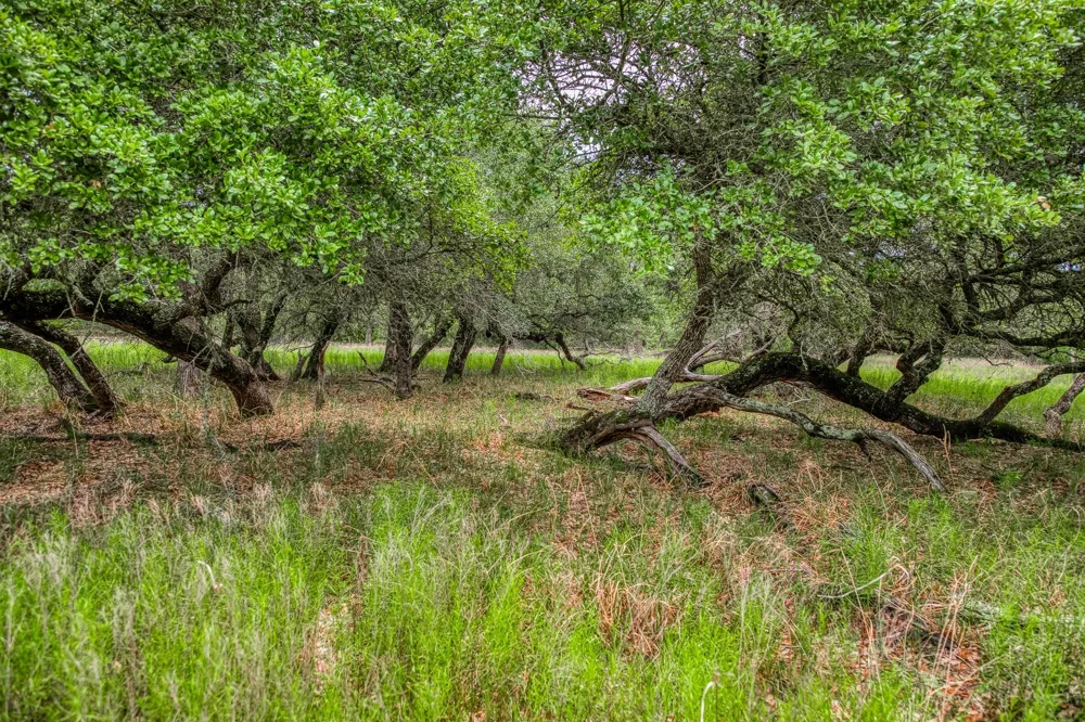 Cr 125 Hallettsville, TX 77964