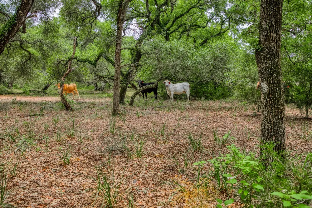 Cr 125 Hallettsville, TX 77964