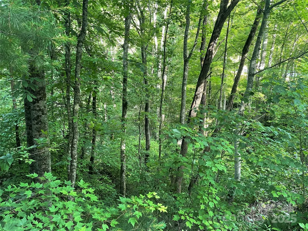 2600 Canada Road Tuckasegee, NC 28783