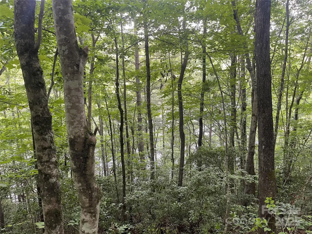 2642 Canada Road Tuckasegee, NC 28783