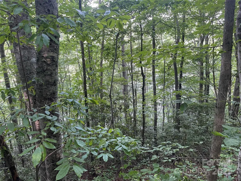 2642 Canada Road Tuckasegee, NC 28783
