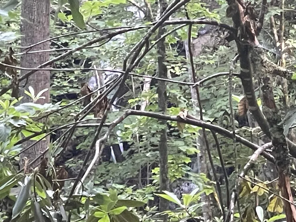 Canada Road Tuckasegee, NC 28783