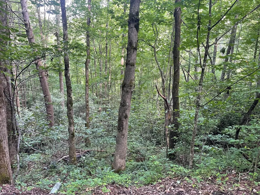 Canada Road Tuckasegee, NC 28783